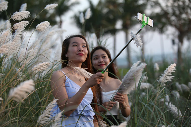 Du khách mê mẩn với hoa lau nở trắng Sơn Trà - 13