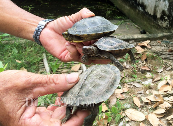 Lão nông miền Tây nuôi hàng trăm con rùa “khủng”, bán tiền triệu/con - 3