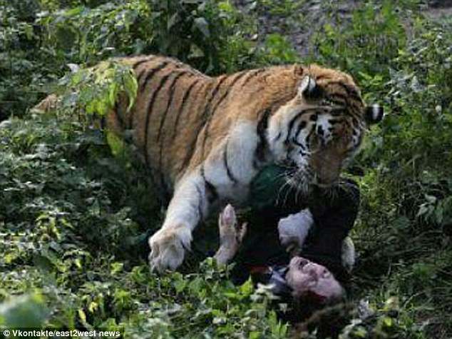 Nga: 10 phút kinh hoàng của người chăm sóc hổ bị hổ cắn xé - 2