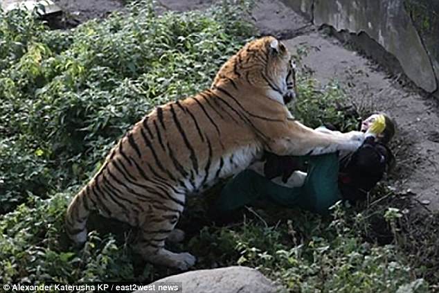 Nga: 10 phút kinh hoàng của người chăm sóc hổ bị hổ cắn xé - 1