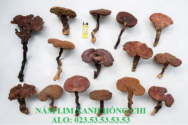 Cách phân biệt nấm lim xanh hồng chi và nấm lim xanh tử chi - 1