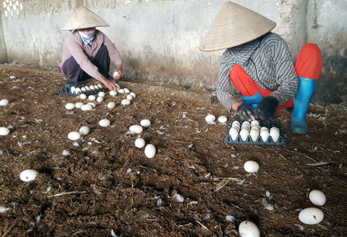 Làm giàu ở nông thôn: Biến ruộng trũng thành trang trại “vàng” - 2