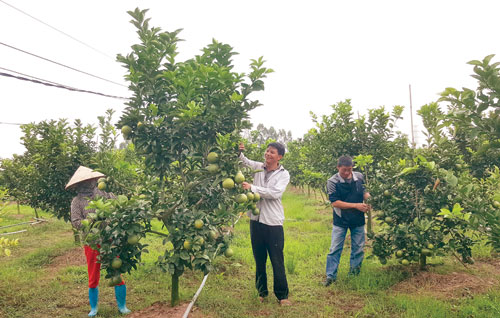 Làm giàu ở nông thôn: Biến ruộng trũng thành trang trại “vàng” - 3