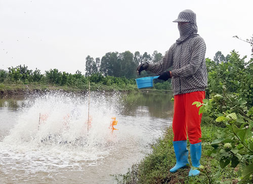 Làm giàu ở nông thôn: Biến ruộng trũng thành trang trại “vàng” - 5