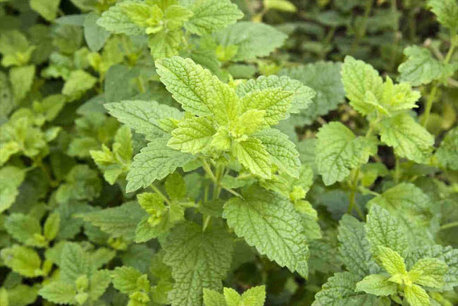 Uống những cây này hết ngay stress - 6