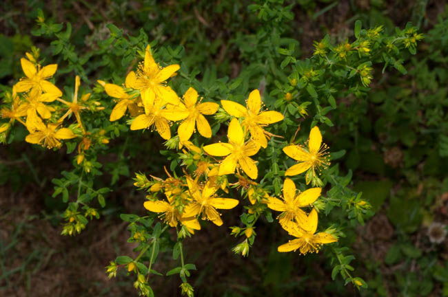 Uống những cây này hết ngay stress - 7