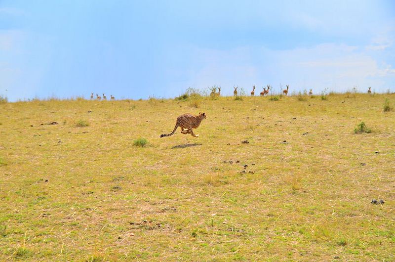 Báo săn châu Phi đụng độ sư tử đực hung dữ, kết cục bi thảm - 1
