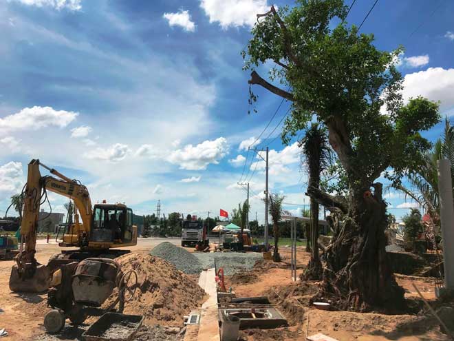 Thông tin mới nhất vụ “cụ” cây báu vật, hàng trăm tuổi bỗng “bật gốc bay đi” - 2