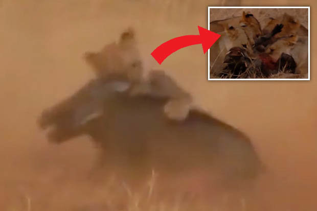 Video: Sư tử vồ lợn từ phía sau, cắn xé moi ruột giữa đường - 1