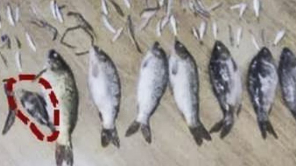 Đi tù hơn 3 năm vì giết một con cá nhỏ nặng 50 gram - 1