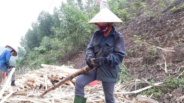 Bán cả rừng keo 2ha mới được 20 triệu, nông dân xứ Nghệ thua đau - 1
