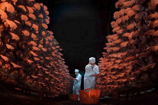 Choáng với trại nấm linh chi “khủng” của kỹ sư về vườn - 2