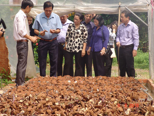 Choáng với trại nấm linh chi “khủng” của kỹ sư về vườn - 3