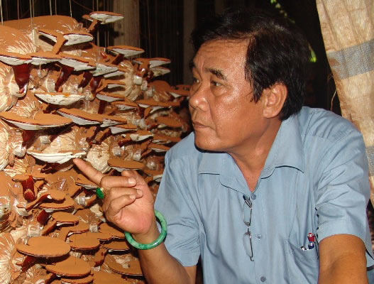 Choáng với trại nấm linh chi “khủng” của kỹ sư về vườn - 5