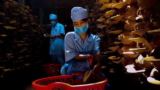 Choáng với trại nấm linh chi “khủng” của kỹ sư về vườn - 6