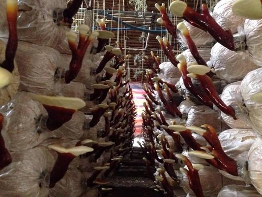 Choáng với trại nấm linh chi “khủng” của kỹ sư về vườn - 7