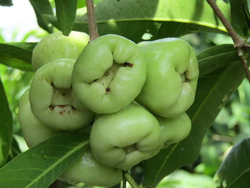Trồng mận quả xanh lét, ăn ngọt như đường, lãi 300 triệu/năm - 2