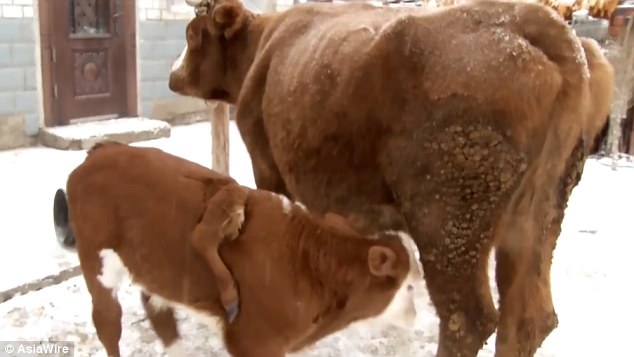 Kì lạ bò mọc chân lủng lẳng trên lưng - 2