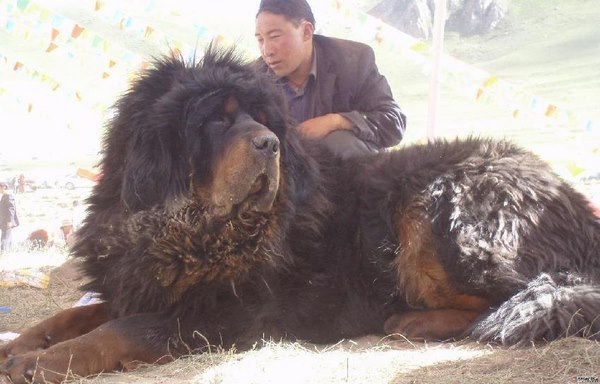 “Thần khuyển” ngao Tây Tạng cắn chết 37 chó sói - 1