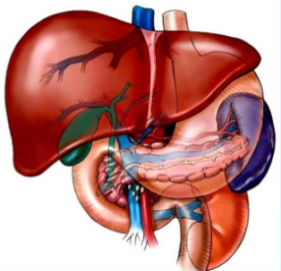 Làm đẹp thời hiện đại - Bảo vệ gan, bảo vệ sức khỏe cả gia đình - 1
