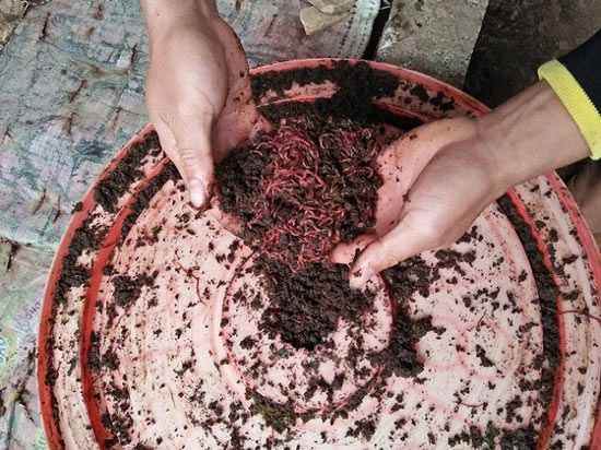 Làm giàu ở nông thôn: Cử nhân người Nùng về quê nuôi giun quế - 1