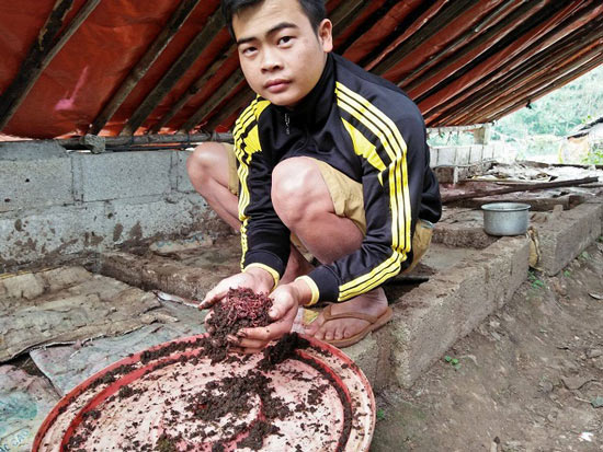 Làm giàu ở nông thôn: Cử nhân người Nùng về quê nuôi giun quế - 2