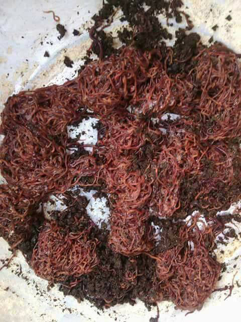 Làm giàu ở nông thôn: Cử nhân người Nùng về quê nuôi giun quế - 3