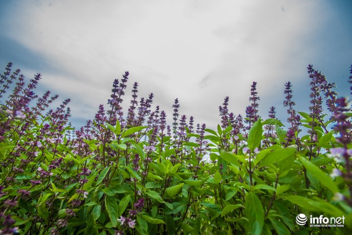 Thực hư cánh đồng hoa Lavender ở ven đô gây sốt cộng đồng mạng - 1