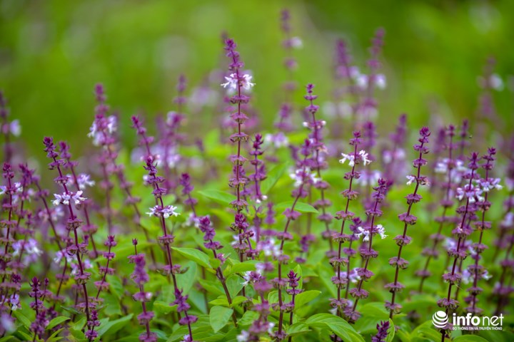 Thực hư cánh đồng hoa Lavender ở ven đô gây sốt cộng đồng mạng - 12