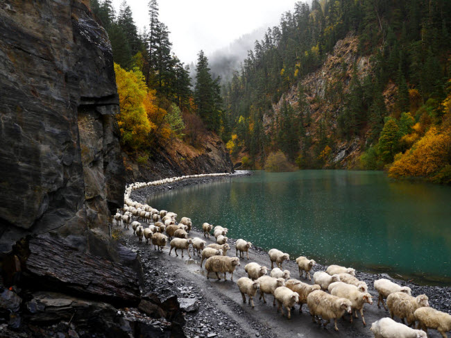 Nhiếp ảnh gia Amos Chapple đã nhập cùng 6 người chăn cừu và 1.200 con cừu của họ trong hành trình di cư nguy hiểm từ núi xuống vùng đồng bằng ở Georgia.