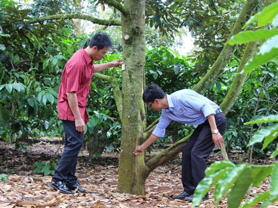 Sầu riêng lên &#34;ngôi vương&#34;, nông dân lùng sục mua cây giống - 2