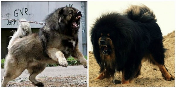 Giống chó có “cú cắn sư tử” mạnh hơn cả chó ngao Tây Tạng - 1