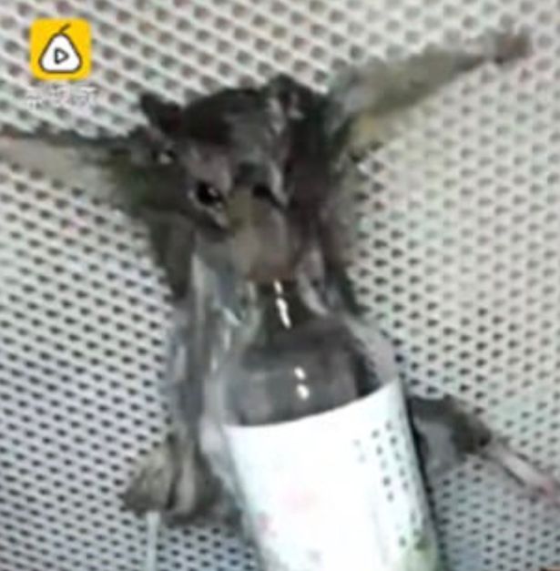 Video: Chuột bị bắt uống rượu, thiêu sống vì ăn trộm bánh mì - 1