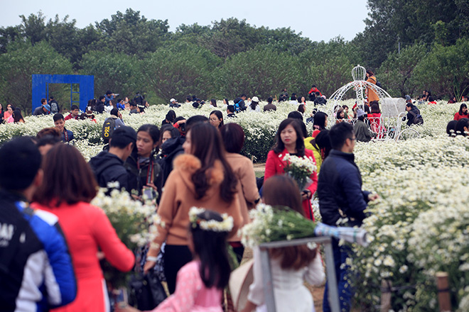 HN: Bất chấp rét đậm, hàng nghìn người đổ về Nhật Tân check-in cúc họa mi - 9