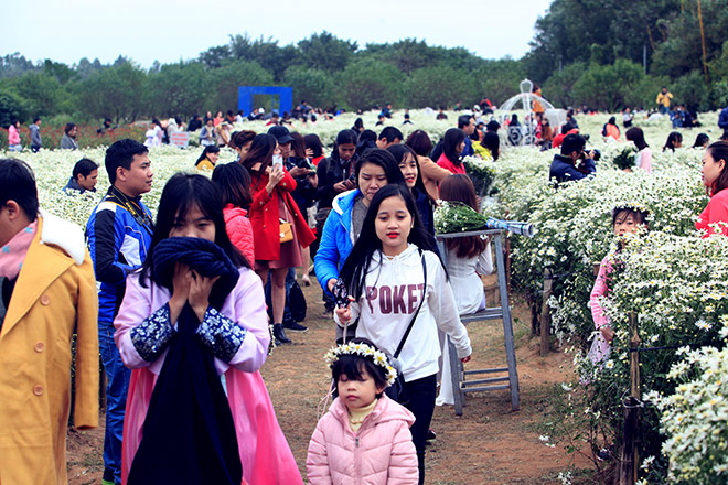 HN: Bất chấp rét đậm, hàng nghìn người đổ về Nhật Tân check-in cúc họa mi - 8