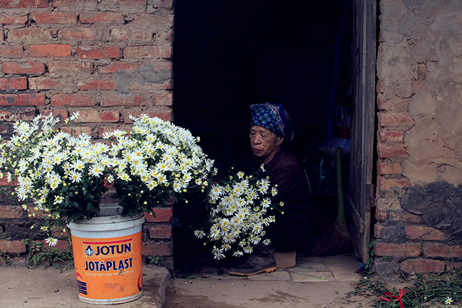 HN: Bất chấp rét đậm, hàng nghìn người đổ về Nhật Tân check-in cúc họa mi - 5