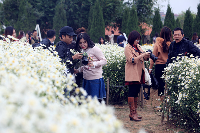 HN: Bất chấp rét đậm, hàng nghìn người đổ về Nhật Tân check-in cúc họa mi - 13
