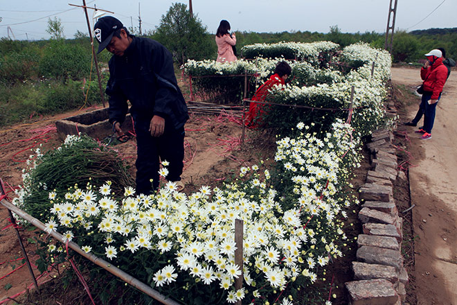 HN: Bất chấp rét đậm, hàng nghìn người đổ về Nhật Tân check-in cúc họa mi - 17