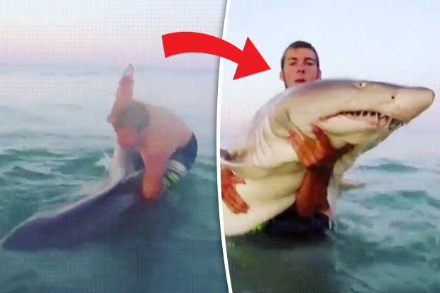 Video: Người đàn ông bạo gan bế thốc cá mập khủng trên biển - 1
