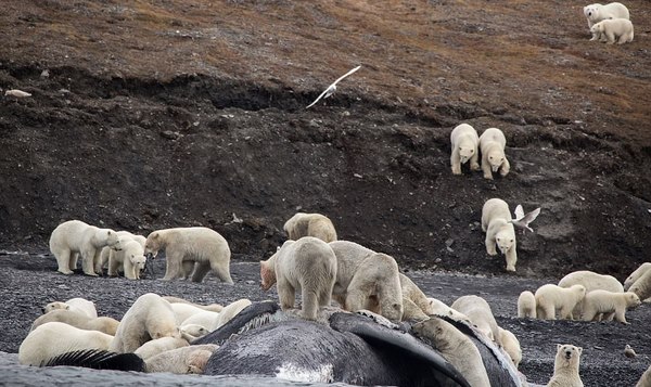 Băng đảng 200 con gấu Bắc Cực đi mở tiệc đánh chén cá voi - 1