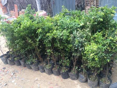 Nho thân gỗ có gì đặc biệt khiến các “tín đồ” “cuồng” đến như vậy? - 11