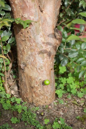 Nho thân gỗ có gì đặc biệt khiến các “tín đồ” “cuồng” đến như vậy? - 9