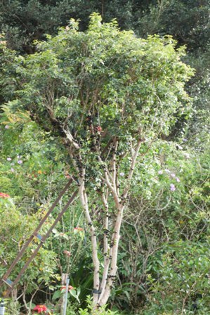 Nho thân gỗ có gì đặc biệt khiến các “tín đồ” “cuồng” đến như vậy? - 10