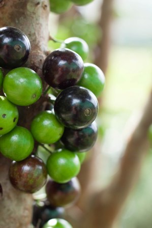 Nho thân gỗ có gì đặc biệt khiến các “tín đồ” “cuồng” đến như vậy? - 1