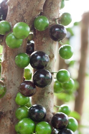 Nho thân gỗ có gì đặc biệt khiến các “tín đồ” “cuồng” đến như vậy? - 2