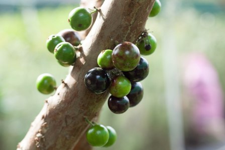 Nho thân gỗ có gì đặc biệt khiến các “tín đồ” “cuồng” đến như vậy? - 3