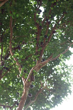 Nho thân gỗ có gì đặc biệt khiến các “tín đồ” “cuồng” đến như vậy? - 4