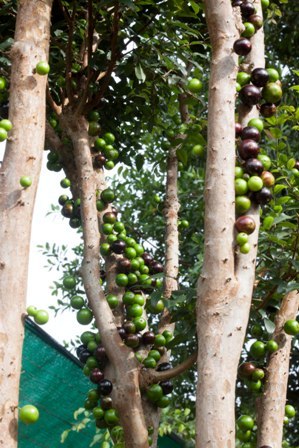 Nho thân gỗ có gì đặc biệt khiến các “tín đồ” “cuồng” đến như vậy? - 5