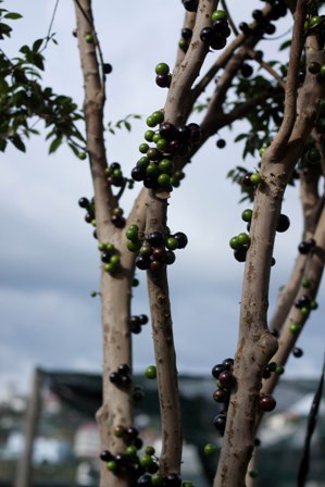 Nho thân gỗ có gì đặc biệt khiến các “tín đồ” “cuồng” đến như vậy? - 6