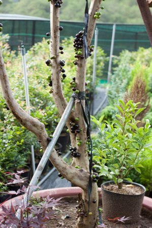 Nho thân gỗ có gì đặc biệt khiến các “tín đồ” “cuồng” đến như vậy? - 7